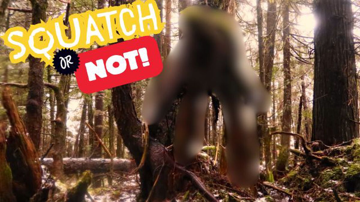 Squatch or Not image number null
